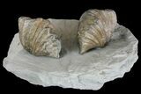 Multiple Fossil Brachiopod (Platystrophia) Plate - Kentucky #136611-2